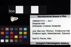 Foto (Objket + Etiketten) von Galatheoidea indet. 